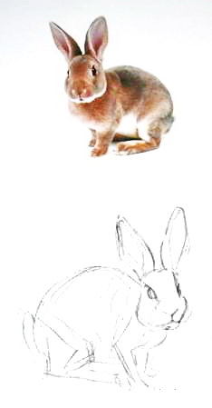 Cum de a desena un iepure colorat și iepure