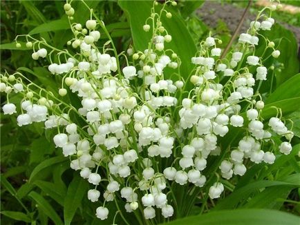 Cum de a desena un lacramioare, crin din etapele buchet vale