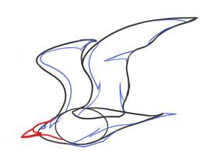 Cum de a desena un pescăruș care zboară