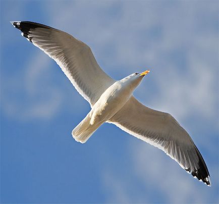 Cum de a desena un pescăruș care zboară