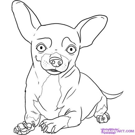 Cum de a desena un chihuahua etape creion de câine