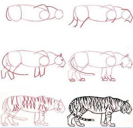 Cum de a desena un tigru etape creion