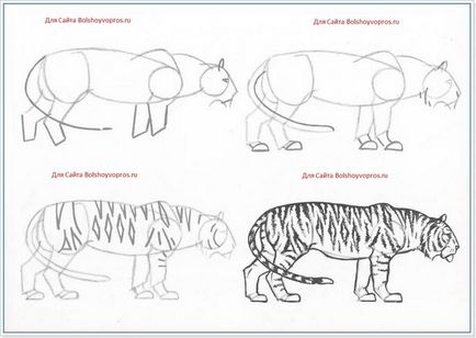 Cum de a desena un tigru etape creion