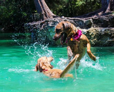 Cum să învețe să înoate orice câine rasa