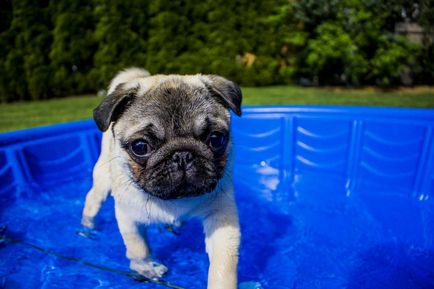 Cum să învețe să înoate orice câine rasa