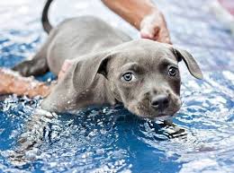 Cum să învețe câinele să înoate, animale de companie mele