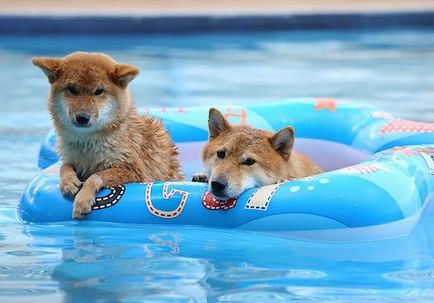 Cum să învețe câinele să înoate în baie și râul