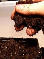 Cum de a cultiva pământul înainte de plantare răsaduri