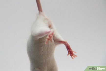 Cum de a determina sexul unui șoarece