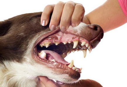 Cum de a determina vârsta câinelui pe dinti timp de cinci minute