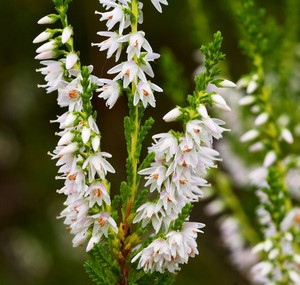 Cum de plantare, îngrijirea și propagarea în iarbă neagră grădină și acasă (reproducere) Cum de plantare, îngrijirea și propagarea în iarbă neagră grădină și acasă