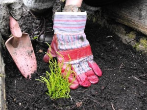 Cum de plantare, îngrijirea și propagarea în iarbă neagră grădină și acasă