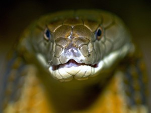 Cum de a distinge un șarpe dintr-o viperă prin aspectul și comportamentul lor, ghid de viață
