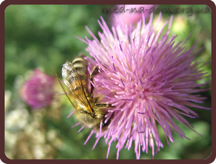 Ca albinele colectează polen