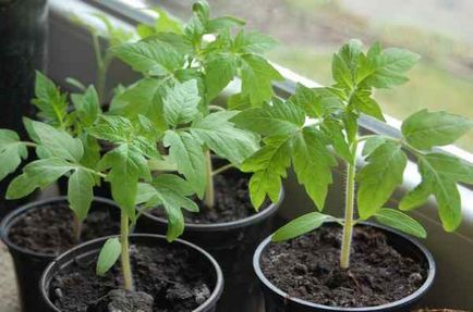 Ca răsaduri de scufundare de tomate (pick tomate) Ca răsaduri de tomate scufundare