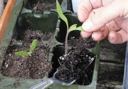 Ca răsaduri de scufundare de tomate (pick tomate) Ca răsaduri de tomate scufundare
