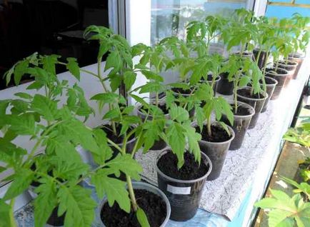 Ca răsaduri de tomate scufundare (scufundare) Ca răsaduri de tomate scufundare