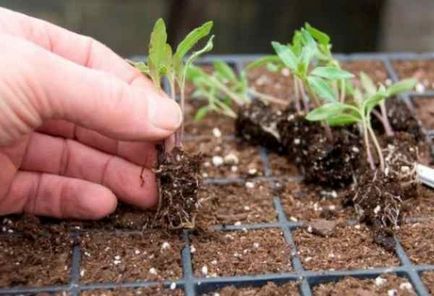 Ca răsaduri de scufundare de tomate (tomate scrima a calendarului lunar, în 2017) Ca răsaduri de tomate scufundare
