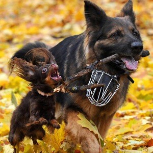 Cum de a face prieteni cu câinele și câinele pentru a evita conflictele