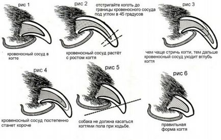 Cum să taie unghiile de câini cum să cum să tăiați unghiile catelus
