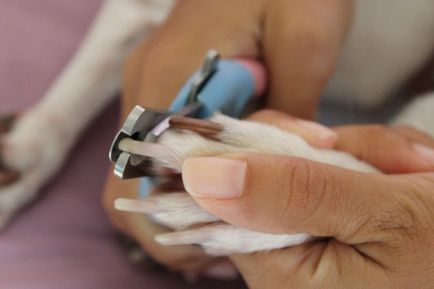 Cum să taie unghiile de câini cum să cum să tăiați unghiile catelus