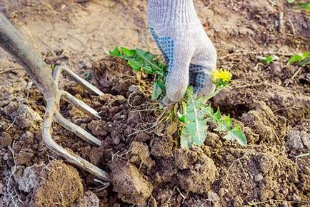 Cum de a planta un gazon cu propriul său pas cu pas mâinile