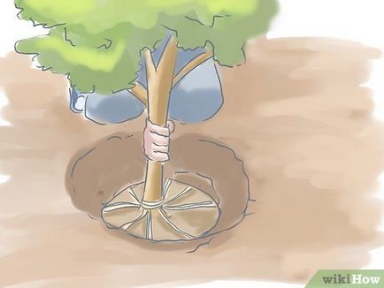 Cum de a planta un tufiș