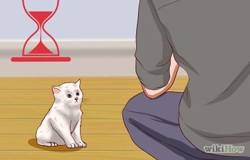 Cum de a prinde o pisică fără stăpân