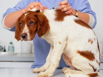 Cum de a face un câine intramuscular înțepătură