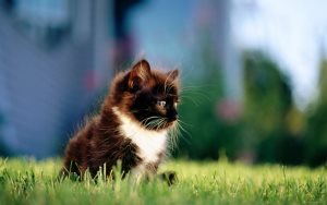 Cum să păstrați pisica acasă, lumea de pisici și câini