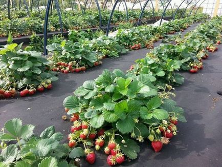 Cum să planteze căpșuni și grijă de ea