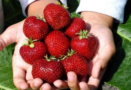 Cum să planteze căpșuni și grijă de ea
