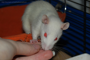 Cum să tren un șobolan decorativ în mână, Rathmann