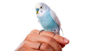 Cum de a îmblânzi papagal ondulat în mână rapid