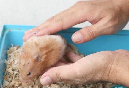 Cum de a instrui hamster la mâinile unor metode și recomandări eficiente
