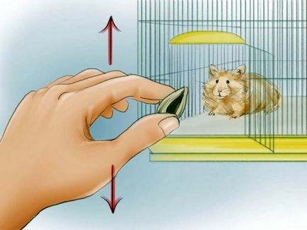 Cum de a instrui hamster la mâinile unor metode și recomandări eficiente