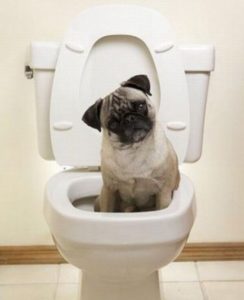 Cum de a preda un pug la toaletă, decordog