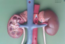 Cum rinichii funcționează la om