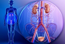 Cum rinichii funcționează la om