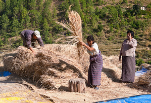 Cum să crească orez în oală