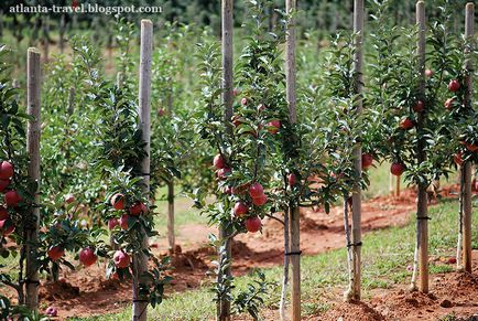 Cum să crească mere în Georgia, atlanta de călătorie