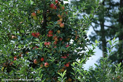 Cum să crească mere în Georgia, atlanta de călătorie