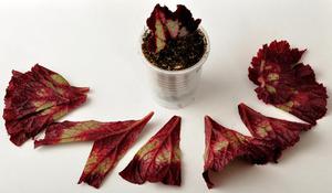 Cum se propaga vechnotsvetuschuyu diviziunea Begonia de butași de tulpină, semințe de propagare, de îngrijire