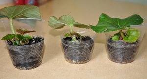Cum se propaga vechnotsvetuschuyu diviziunea Begonia de butași de tulpină, semințe de propagare, de îngrijire