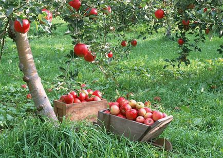 Cum propagate sfaturi moduri de mere grădinari