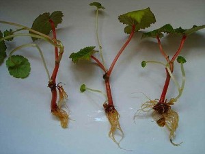 Ca Propagate butași foaie de origine begonia în apă și substrat, și alte tuberculilor