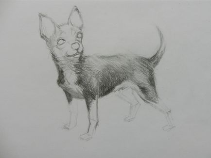 Cum de a desena un caine Chihuahua (creion artist Alex) Cum de a desena un caine Chihuahua