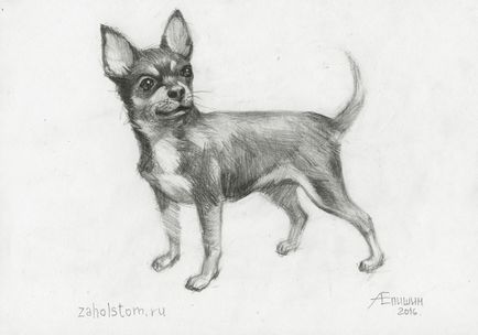 Cum de a desena un caine Chihuahua (artist creion de desen) Cum de a desena un caine Chihuahua
