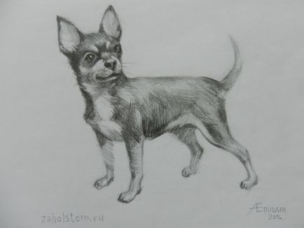 Cum de a desena un caine Chihuahua (pentru a desena) Cum de a desena un caine Chihuahua