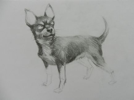 Cum de a desena un caine Chihuahua (pentru a desena) Cum de a desena un caine Chihuahua